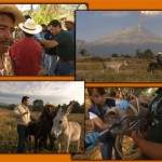 Weltspiegel: Tierschutz für Esel in Mexiko